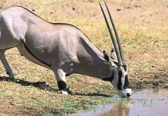 Sarova Shaba Lodge